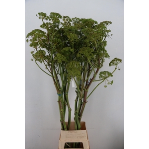 FOENICULUM VULGARE 175CM