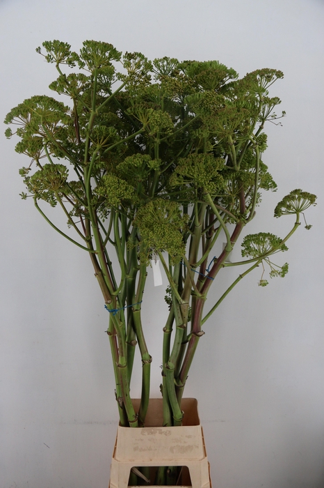 <h4>FOENICULUM VULGARE 175CM</h4>