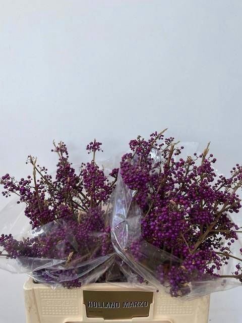 <h4>CALLICARPA MAGICAL DEEP PURPLE</h4>