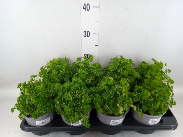 <h4>Tuinkruiden ...</h4>