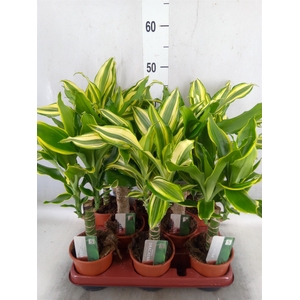 Dracaena frag.   ...mix 3