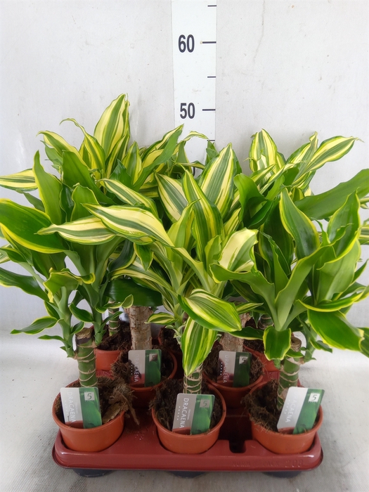 <h4>Dracaena frag.   ...mix 3</h4>
