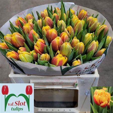 <h4>Tu Du Shell</h4>