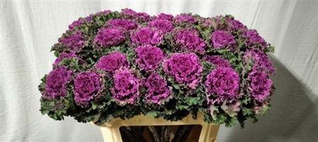 <h4>Brass Crane Ru Red</h4>