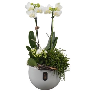 PTIB5156 Arrangement Indoor in keramiek pot