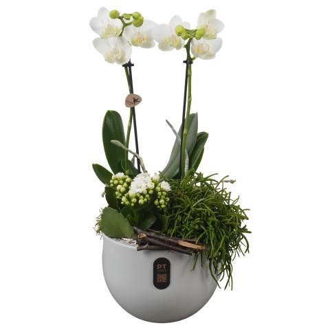 <h4>PTIB5156 Arrangement Indoor in keramiek pot</h4>