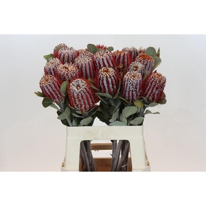 Banksia Coccinea