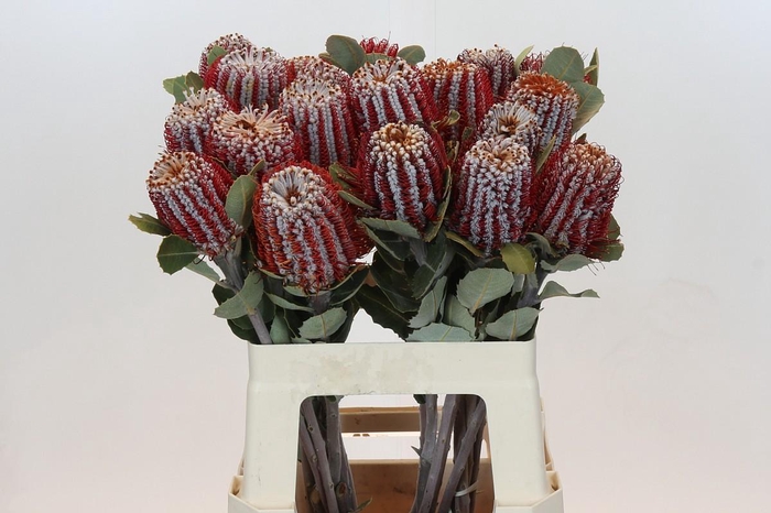 <h4>Banksia Coccinea</h4>