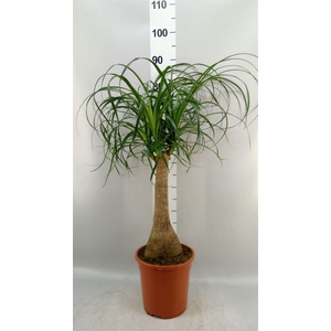 Beaucarnea recurvata