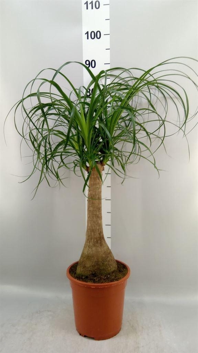 <h4>Beaucarnea recurvata</h4>