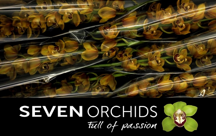 <h4>CYMB T BROWN EYE</h4>