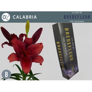 LI LA CALABRIA QUALITY BOX