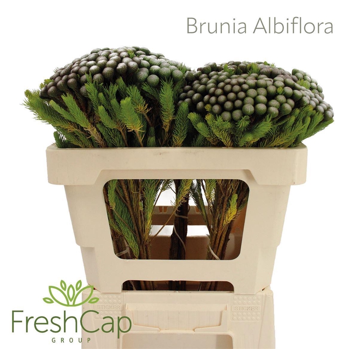 <h4>Brunia albiflora</h4>