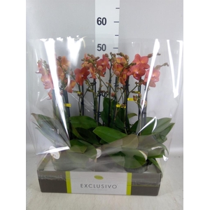 Phalaenopsis multi.   ...orange