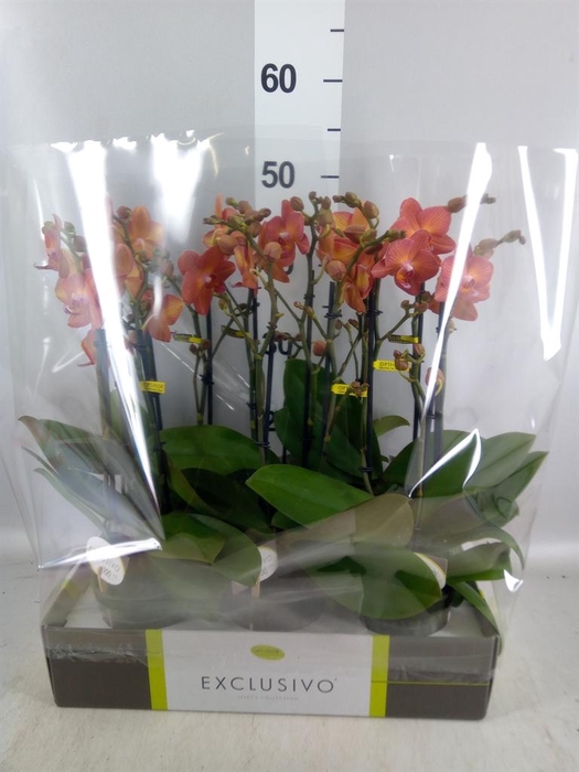 <h4>Phalaenopsis multi. ...orange</h4>