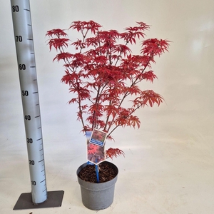 Acer palmatum Skeeters Broom