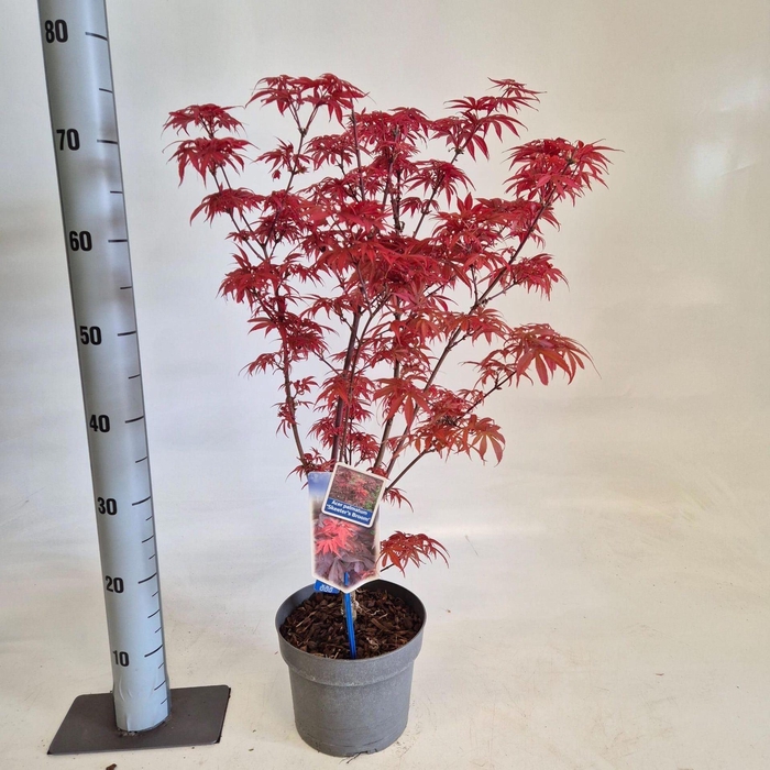 <h4>Acer palmatum Skeeters Broom</h4>