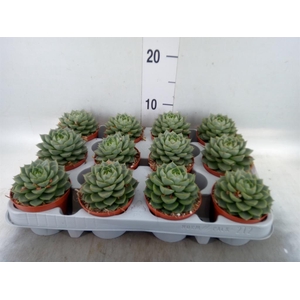 Echeveria   ...