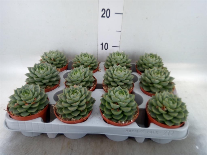 <h4>Echeveria   ...</h4>