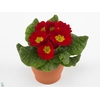 Primula ROOD