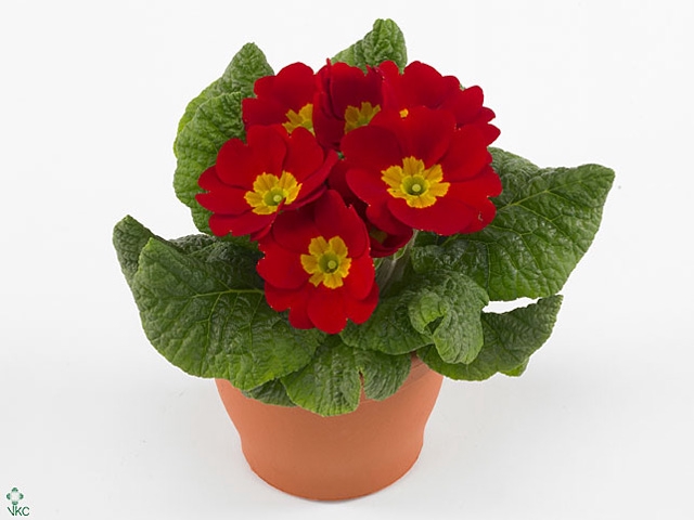 Primula ROOD