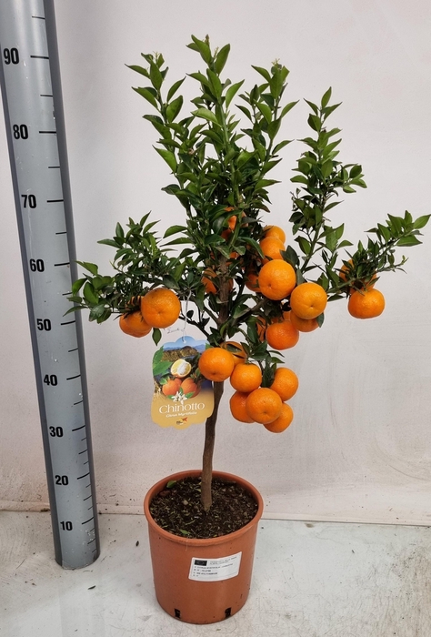 <h4>CITR AU CHINOTTO</h4>