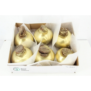 BOL HIPP WAX GOLD 36-38CM