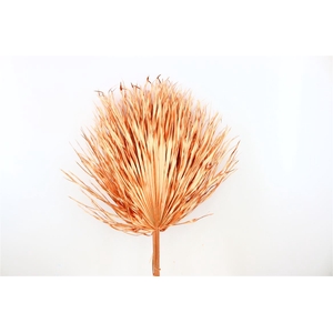 Dried Chamaerops (10tk) Copper Bunch