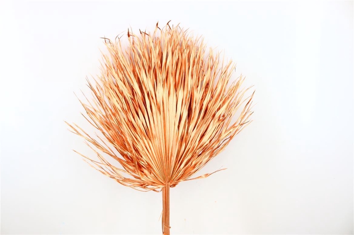 Dried Chamaerops (10tk) Copper Bunch