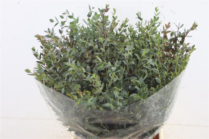 <h4>Euc Parvifolia Short</h4>