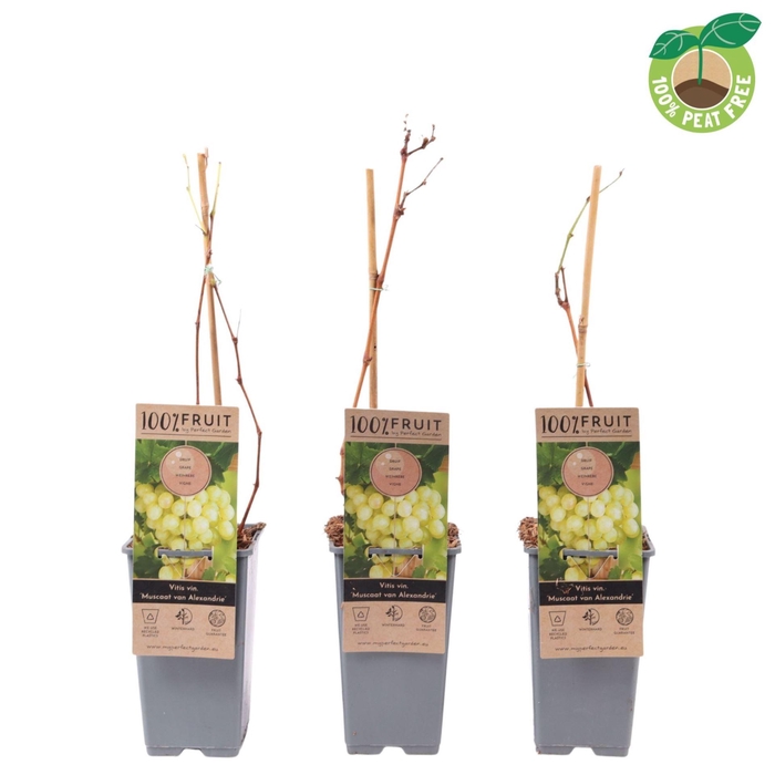 <h4>Vitis Muscat of Alexandria</h4>