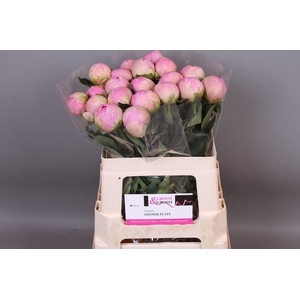 Paeonia Dinner Plate | XXL