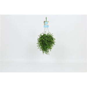 HangonGreen Peperomia Isabelle 14 cm