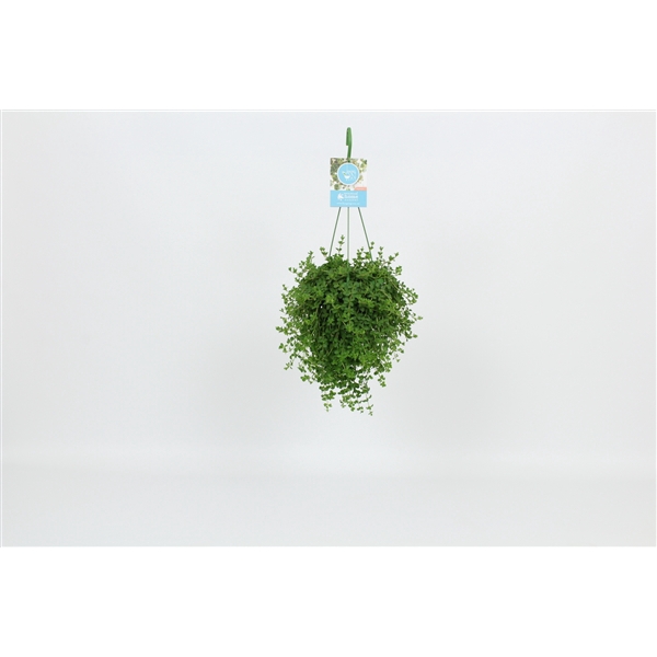 <h4>HangonGreen Peperomia Isabelle 14 cm</h4>