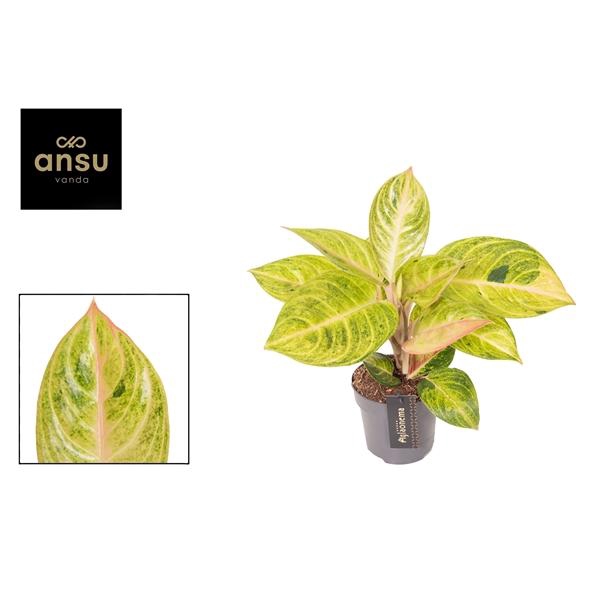 <h4>Aglaonema Peppermint Pink</h4>