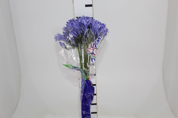 <h4>AGAPANTHUS AZUL 070 CM</h4>