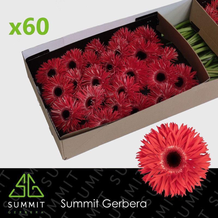 <h4>GE GS KATIE+</h4>