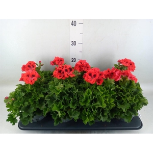 Pelargonium gran.   ..