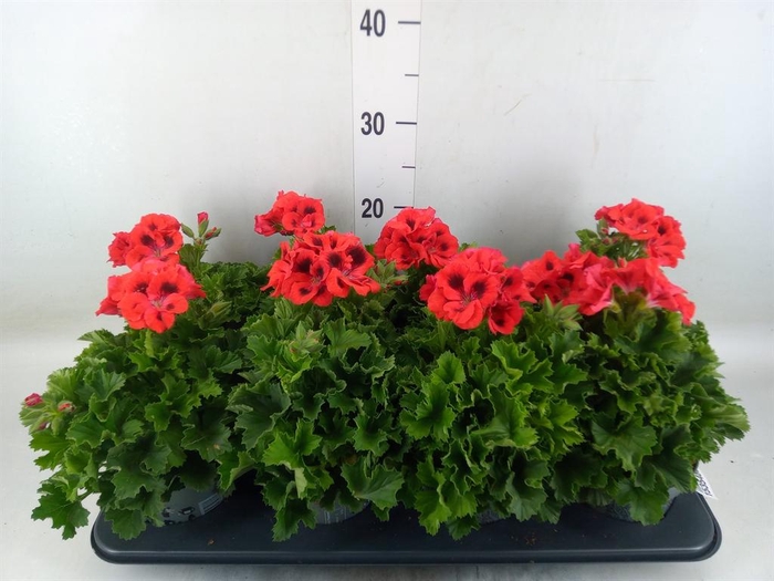 <h4>Pelargonium gran. ..</h4>