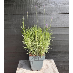Lavandula angustifolia 'Munstead' P17