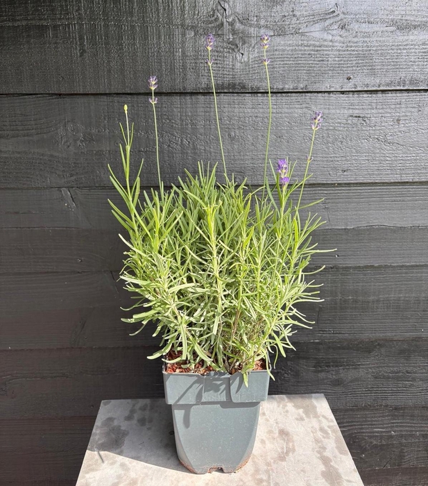 <h4>Lavandula angustifolia 'Munstead' P17</h4>