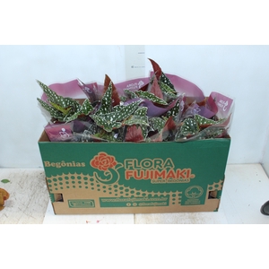 BEGONIA MACULATA SPOTLIGHT P15 VARIADO
