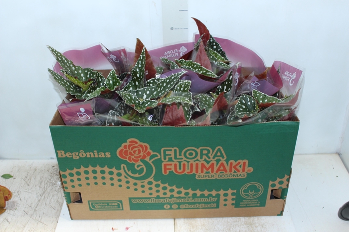 <h4>BEGONIA MACULATA SPOTLIGHT P15 VARIADO</h4>