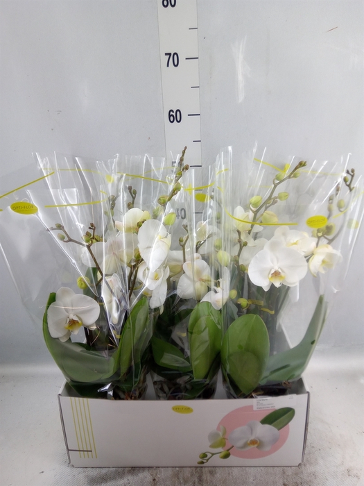 <h4>Phalaenopsis   ...white</h4>