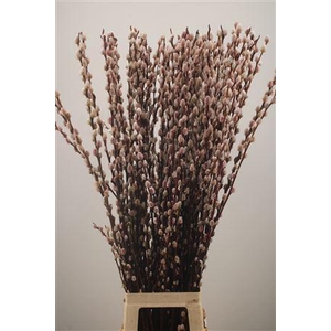 Salix Magical Silver