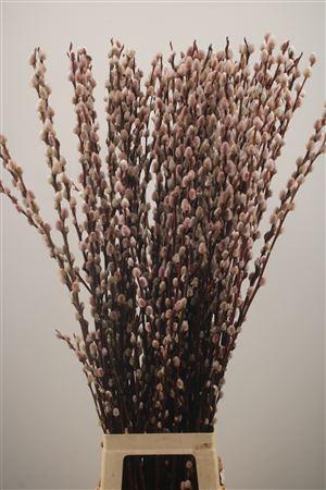 <h4>Salix Magical Silver</h4>