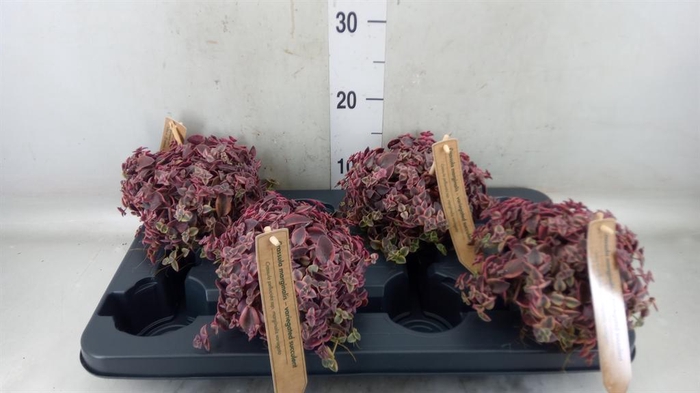 <h4>Crassula marginalis</h4>