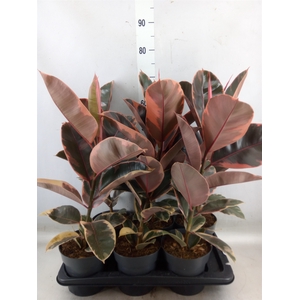 Ficus elastica 'Belize'