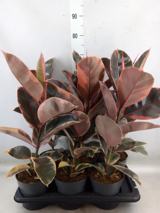 <h4>Ficus elastica 'Belize'</h4>