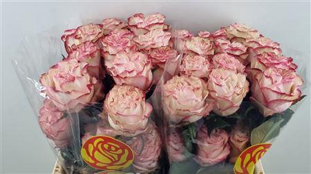 <h4>R GR COUNTRY CANDY LL ***</h4>